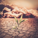 Réchauffement climatique : impact sur l’agriculture
