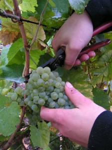 640px-Grape_gathering