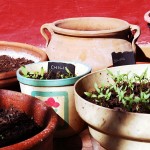 Un potager de balcon pour cultiver en ville
